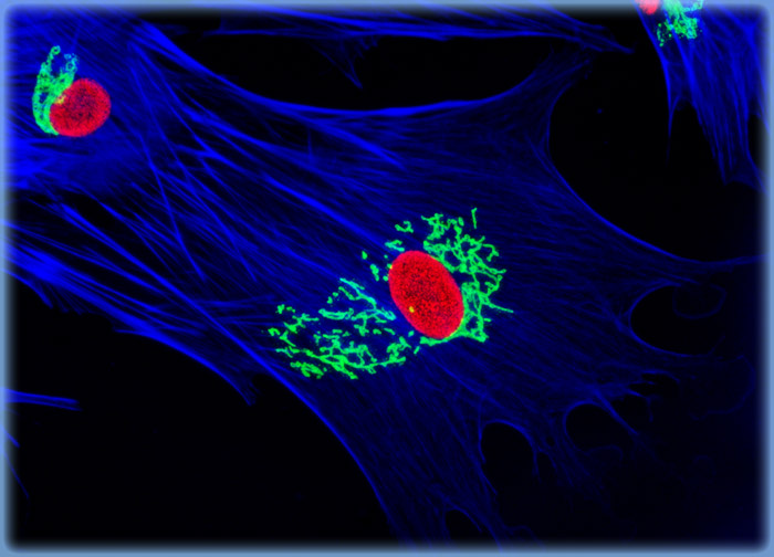 Tahr Ovary Epithelial Cells (HJ1.Ov Line)