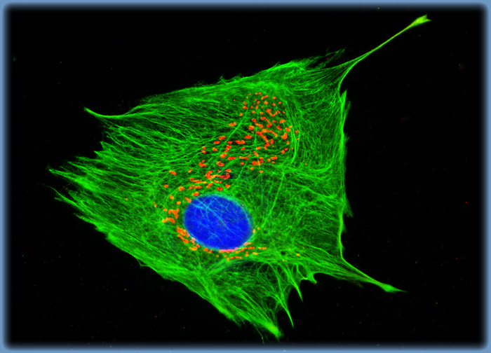 Pig Kidney Epithelial cells (LLC-PK1)