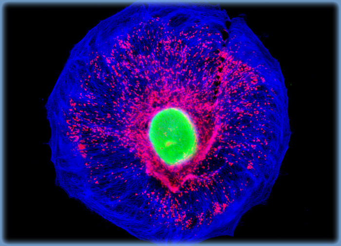 Pig Kidney Epithelial cells (LLC-PK1)