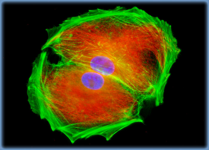 Pig Kidney Epithelial cells (LLC-PK1)