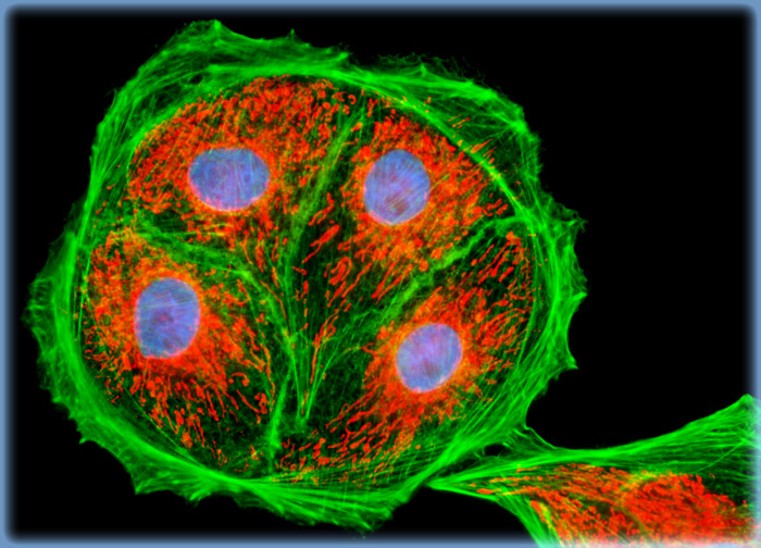 Pig Kidney Epithelial cells (LLC-PK1)