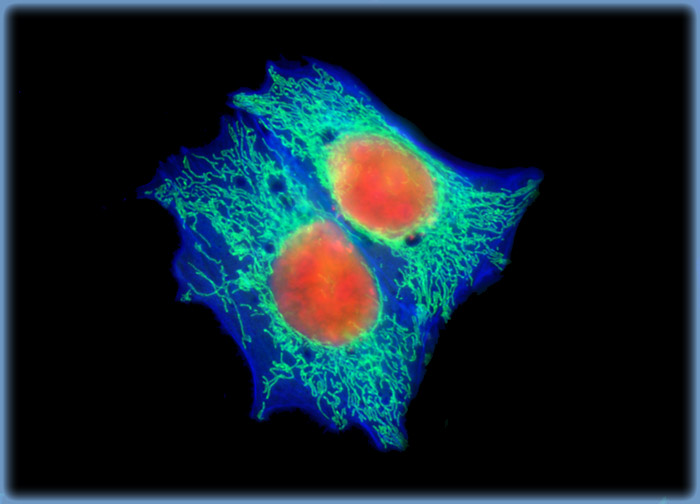 Madin-Darby Canine Kidney Epithelial Cells (MDCK Line)