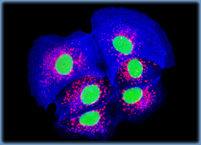 Madin-Darby Canine Kidney Epithelial Cells (MDCK Line)