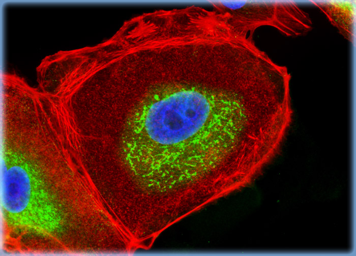 Madin-Darby Canine Kidney Epithelial Cells (MDCK Line)