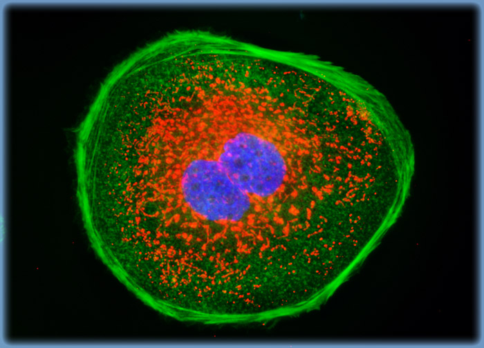 Madin-Darby Canine Kidney Epithelial Cells (MDCK Line)