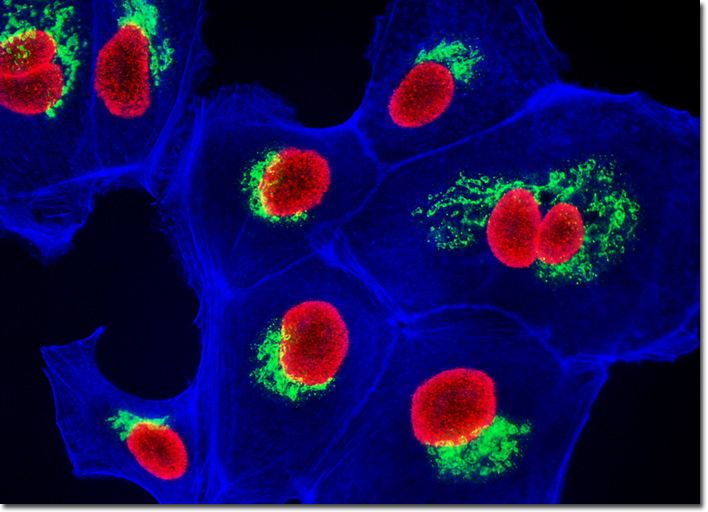 Madin-Darby Canine Kidney Epithelial Cells (MDCK Line)