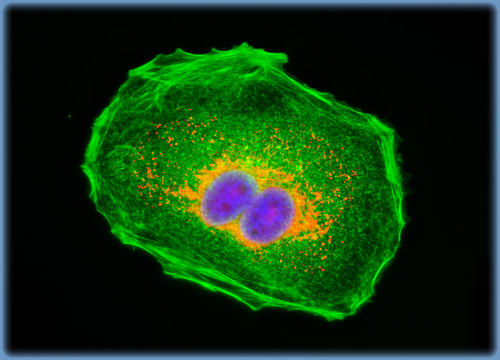 Madin-Darby Canine Kidney Epithelial Cells (MDCK Line)