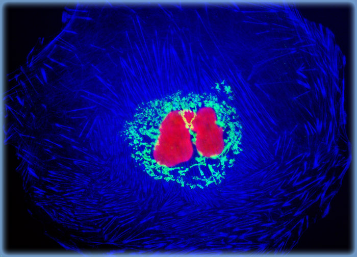 Madin-Darby Ovine Kidney Epithelial Cells (MDOK Line)