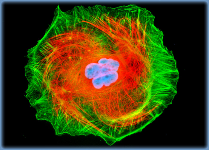 Madin-Darby Ovine Kidney Epithelial Cells (MDOK Line)