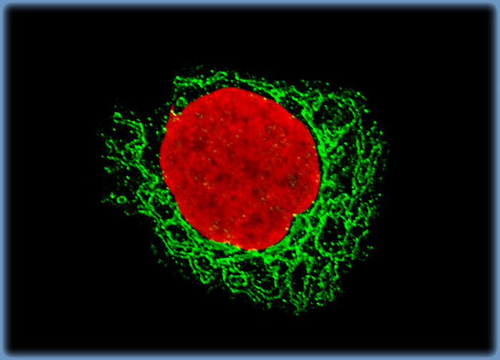 Madin-Darby Ovine Kidney Epithelial Cells (MDOK Line)