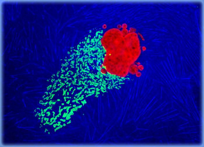 Madin-Darby Ovine Kidney Epithelial Cells (MDOK Line)