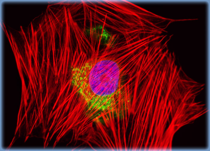 Human Fetal Lung Fibroblast Cells (MRC-5 Line)