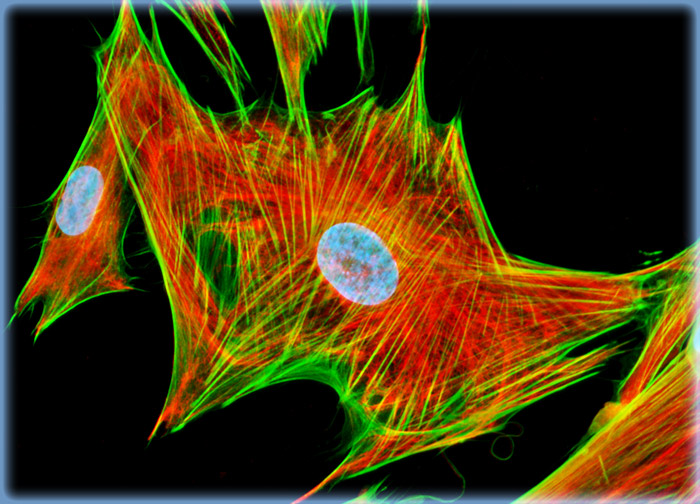 Human Fetal Lung Fibroblast Cells (MRC-5 Line)