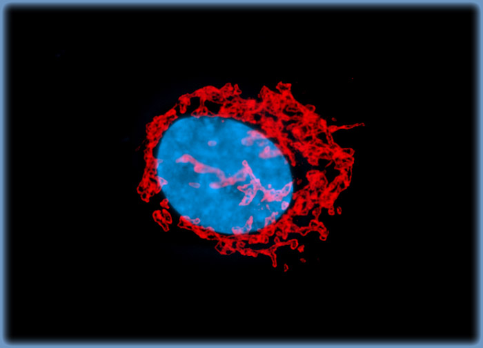 Human Fetal Lung Fibroblast Cells (MRC-5 Line)