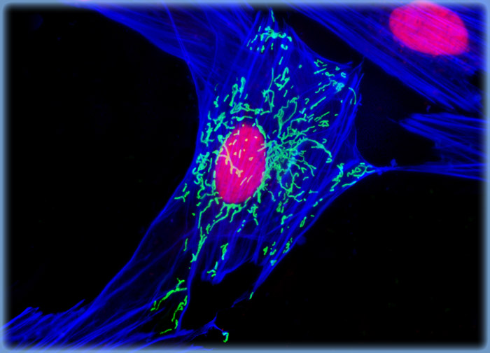 Indian Muntjac Deer Skin Fibroblast Cells