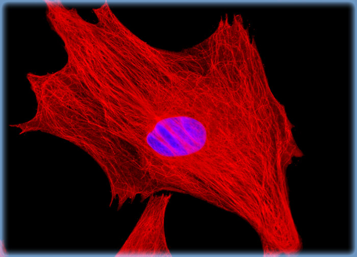 Indian Muntjac Deer Skin Fibroblast Cells