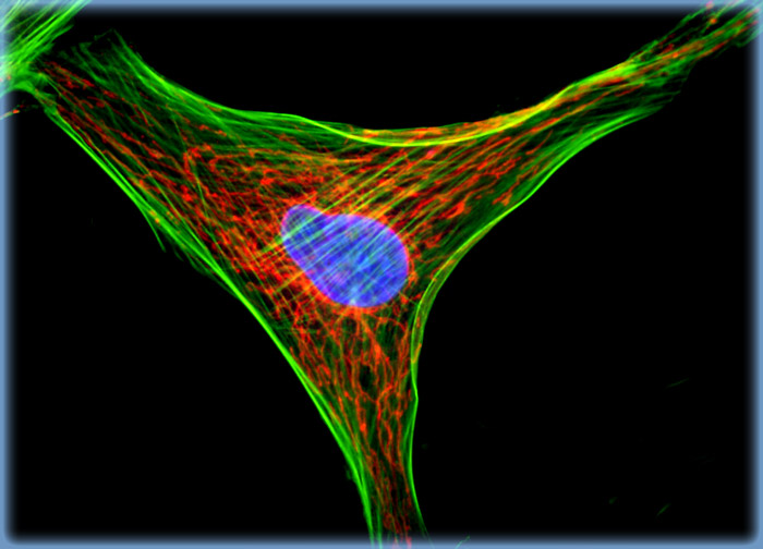 Indian Muntjac Deer Skin Fibroblast Cells