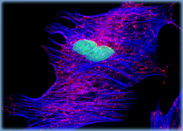 Indian Muntjac Deer Skin Fibroblast Cells