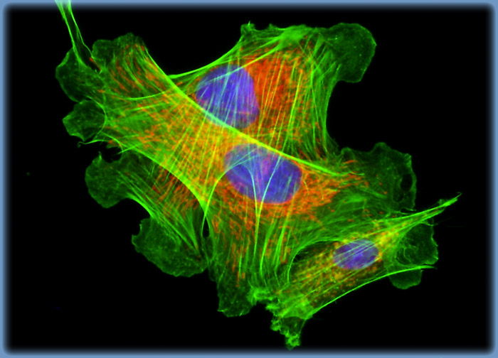 Indian Muntjac Deer Skin Fibroblast Cells