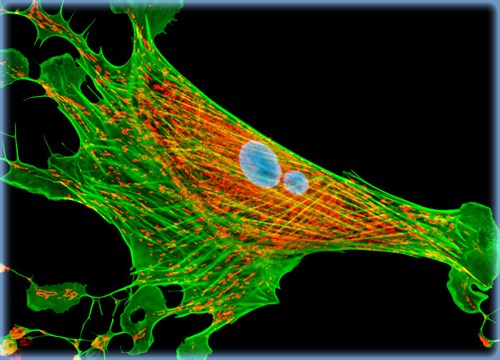 Indian Muntjac Deer Skin Fibroblast Cells