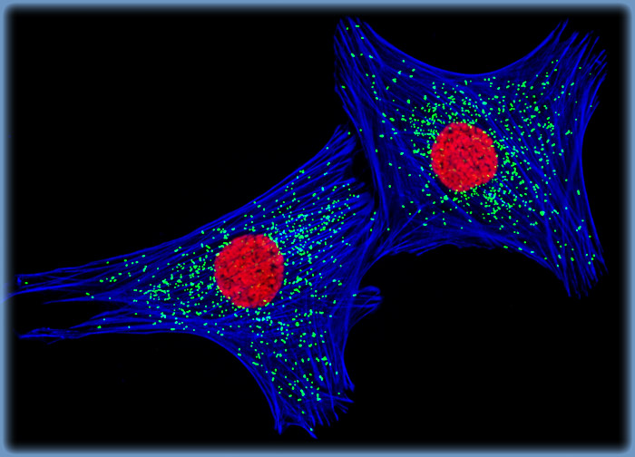 Indian Muntjac Deer Skin Fibroblast Cells