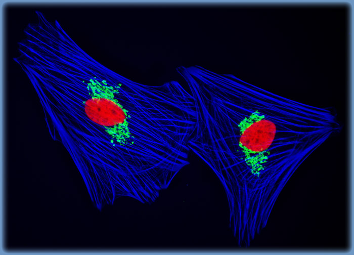 Indian Muntjac Deer Skin Fibroblast Cells