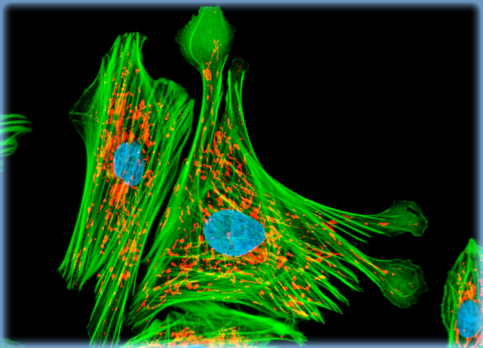 Indian Muntjac Deer Skin Fibroblast Cells