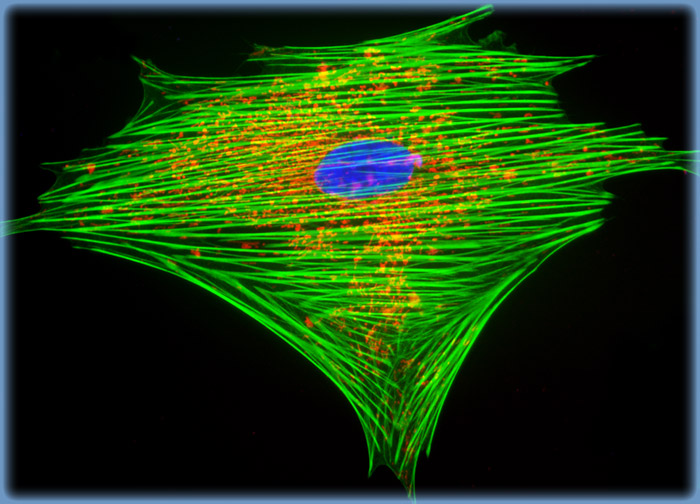 Indian Muntjac Deer Skin Fibroblast Cells