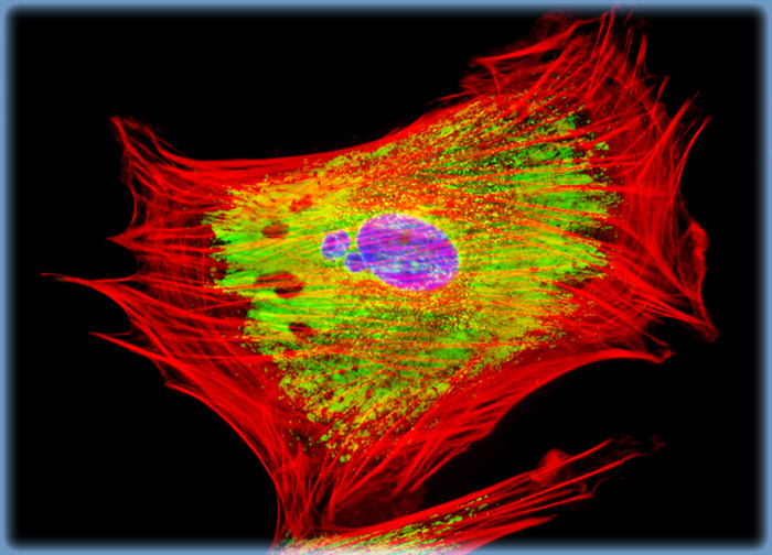 Indian Muntjac Deer Skin Fibroblast Cells