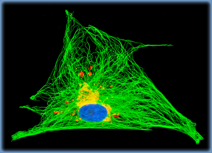 Horse Dermal Fibroblast Cells (NBL-6)