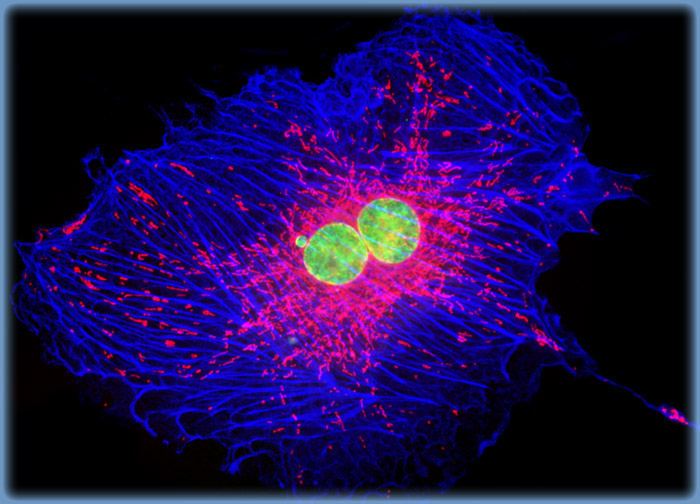 Normal Rat Kidney Epithelial Cells (NRK)