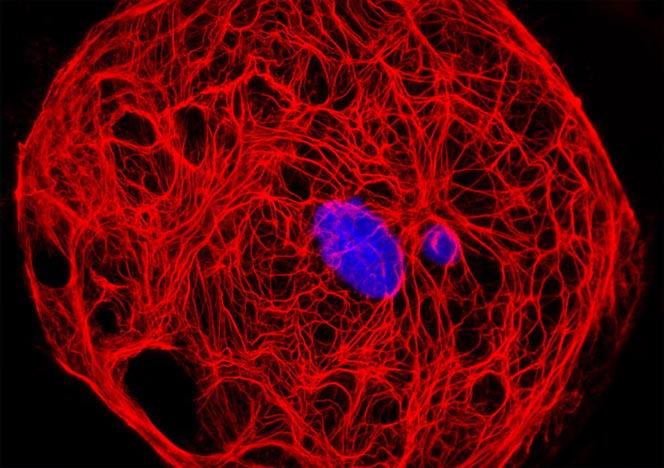 Male Rat Kangaroo Kidney Epithelial Cells (PtK2)