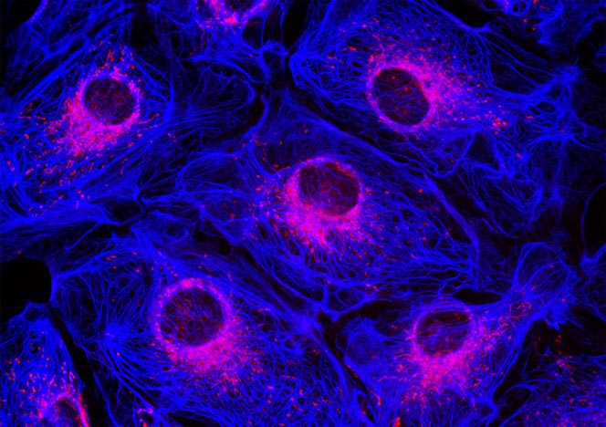 Male Rat Kangaroo Kidney Epithelial Cells (PtK2)