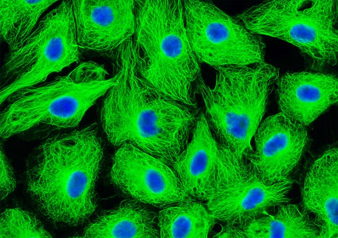 Male Rat Kangaroo Kidney Epithelial Cells (PtK2)