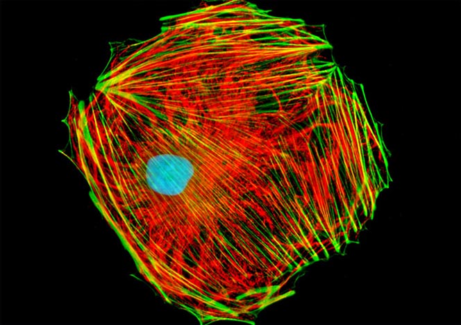 Male Rat Kangaroo Kidney Epithelial Cells (PtK2)