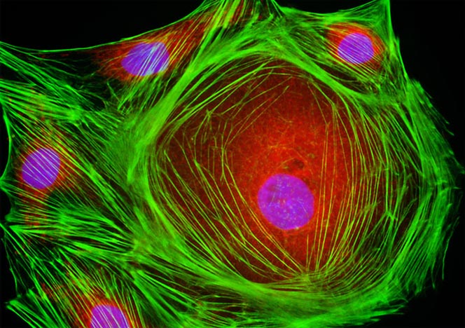 Male Rat Kangaroo Kidney Epithelial Cells (PtK2)