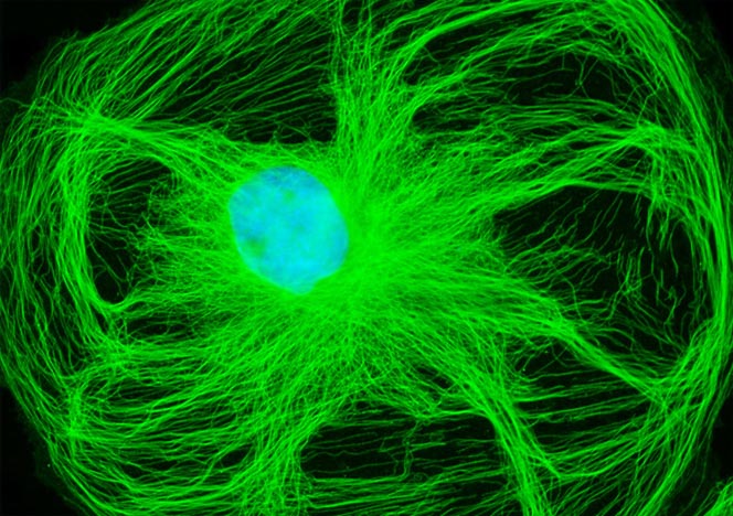 Male Rat Kangaroo Kidney Epithelial Cells (PtK2)