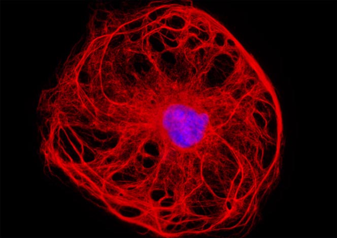 Male Rat Kangaroo Kidney Epithelial Cells (PtK2)