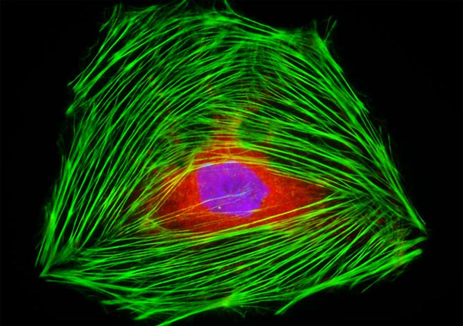 Male Rat Kangaroo Kidney Epithelial Cells (PtK2)