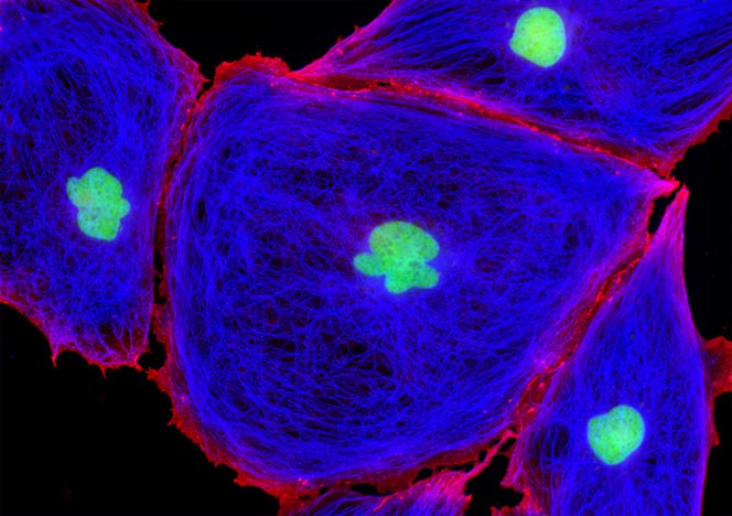 Male Rat Kangaroo Kidney Epithelial Cells (PtK2)