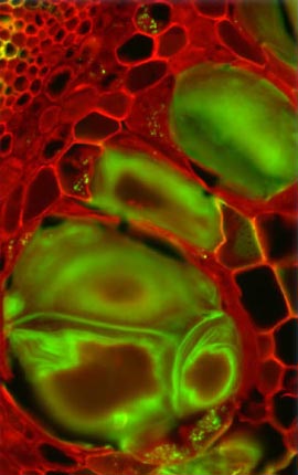 Tilia (Basswood) Stem