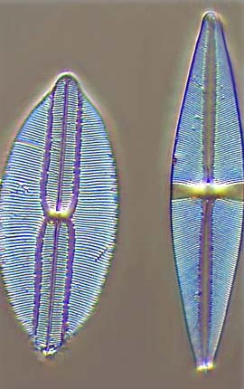 Diatoms