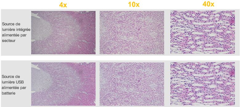 Comparaison d’images observées au microscope CX23 et créées avec une source de lumière alimentée par secteur et une source de lumière USB alimentée par batterie