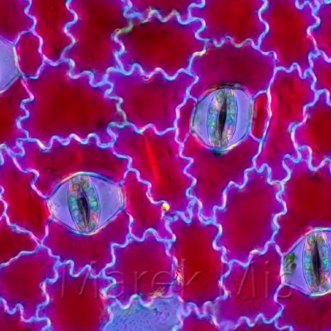 显微镜下斑叶竹芋的未染色表皮