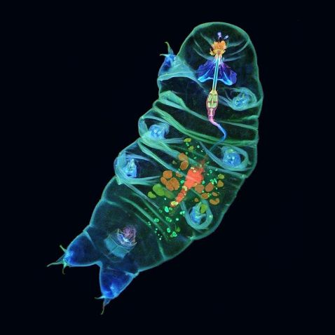 显微镜下的水熊虫