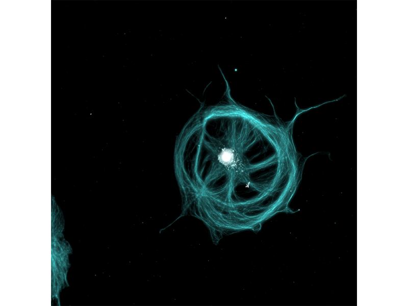 BSC-1细胞的微管蛋白和细胞核的应用图像
