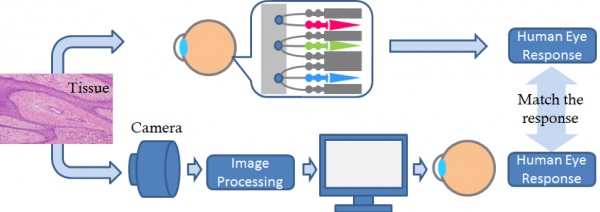 Olympus’ color reproduction technique to mimic the human eye response