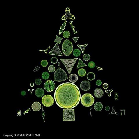 Diatom tree