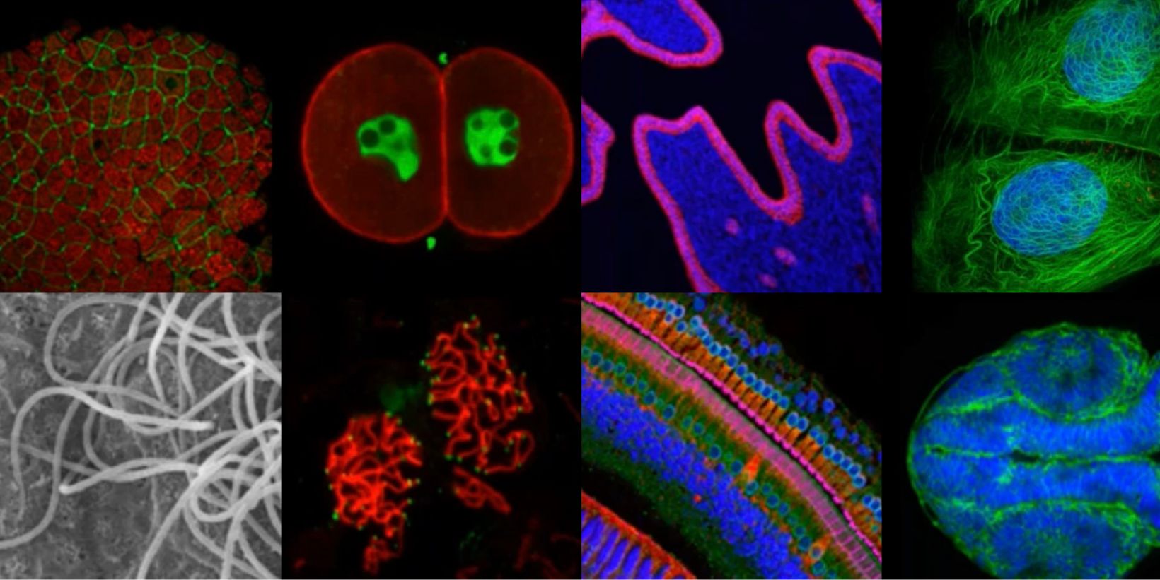 3D Microscopy: Understanding the Give and Take on Instrument Performance to Enable Informed Decisions