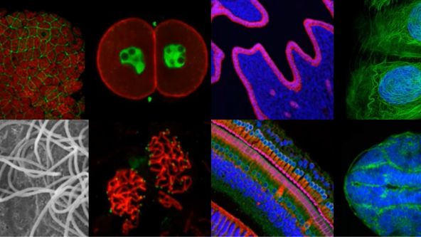 3D Microscopy: Understanding the Give and Take on Instrument Performance to Enable Informed Decisions